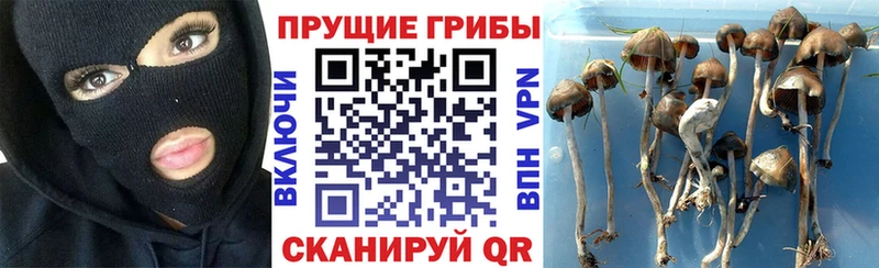 Галлюциногенные грибы Psilocybine cubensis Тверь